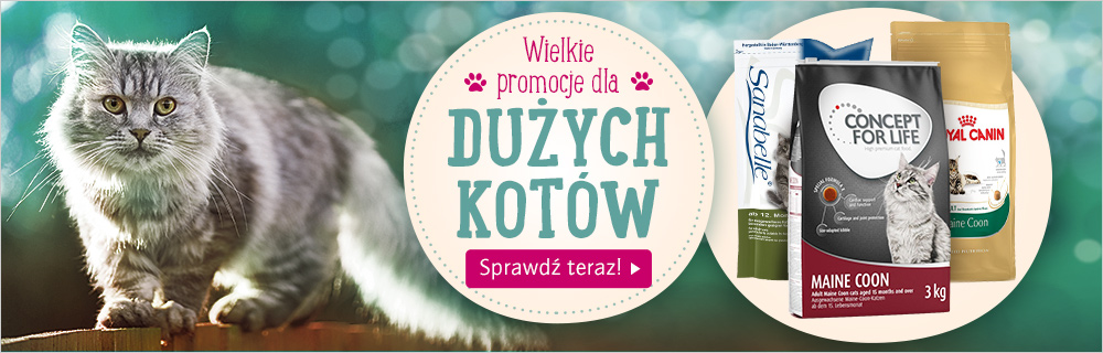 Zdjęcie dużych kotów