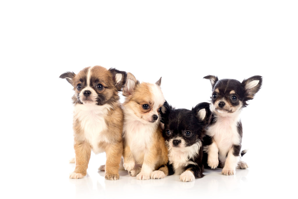 chihuahua welpen