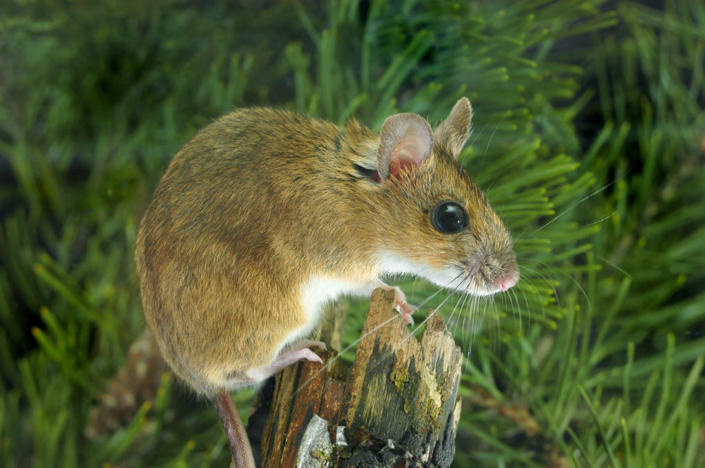 gelbhalsmaus