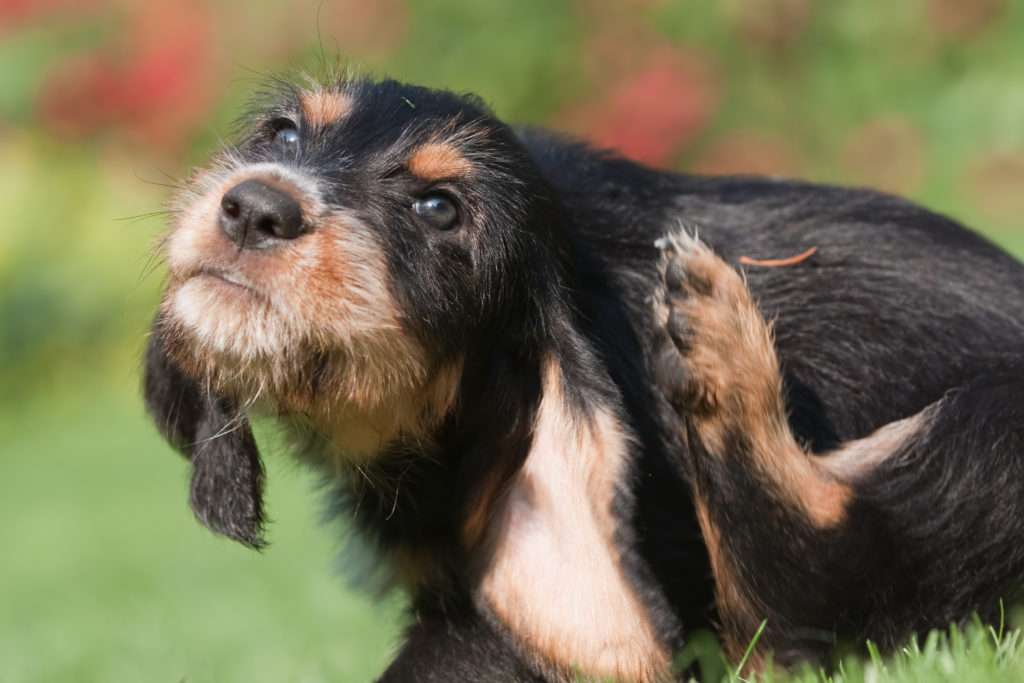 hund flöhe Parasiten beim Hund sorgen für Juckreiz