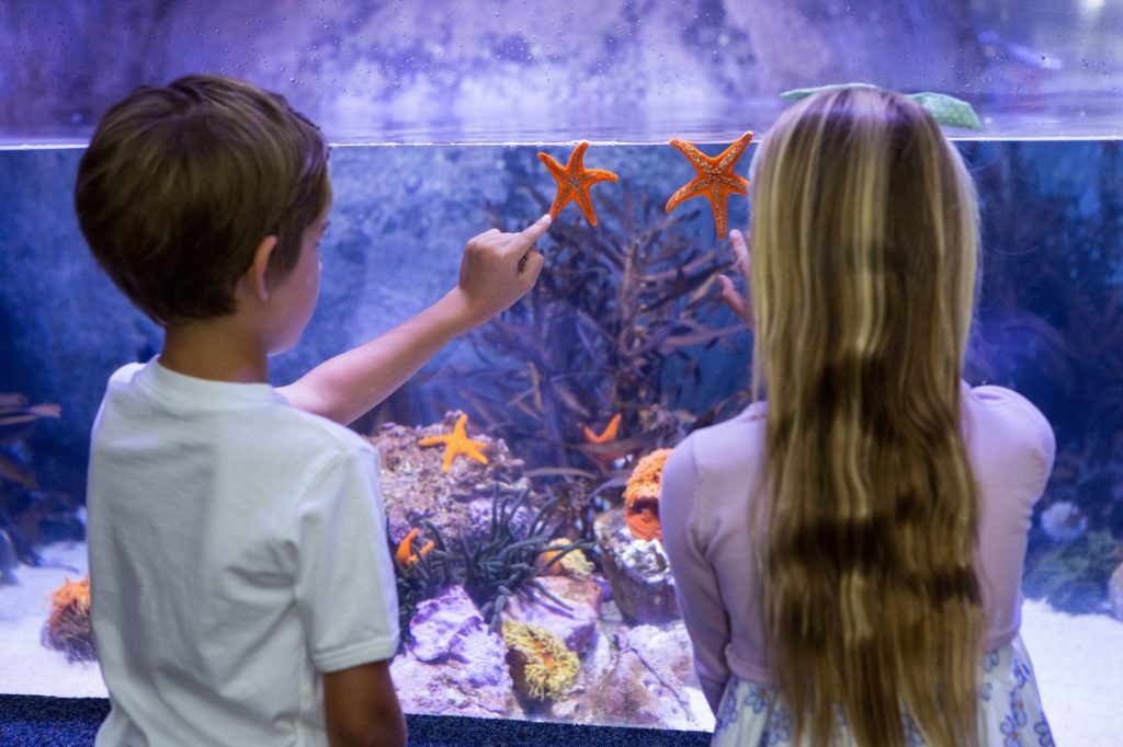 klopfen ans aquarium klopfen ans aquarium