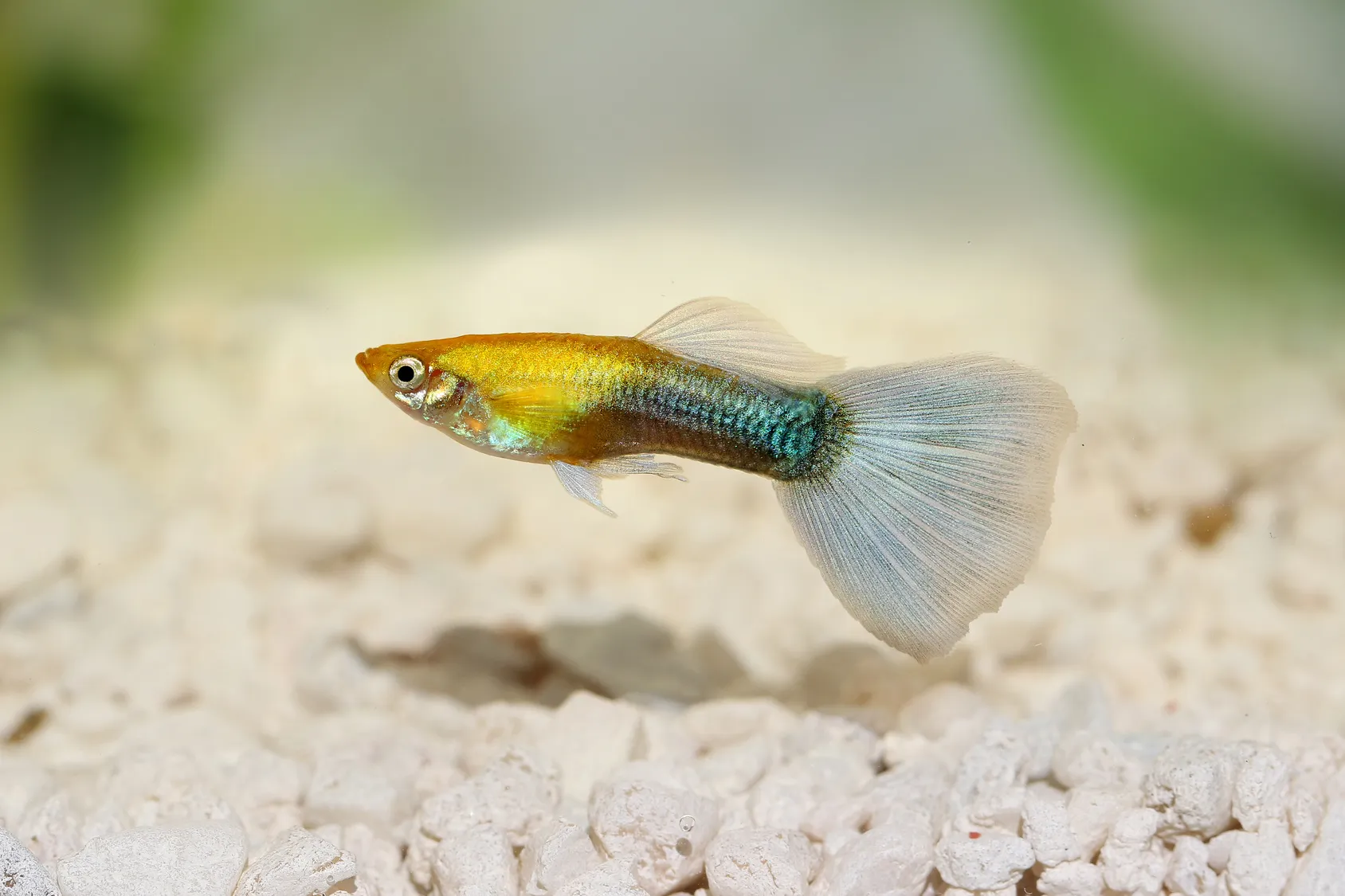 guppy guppy