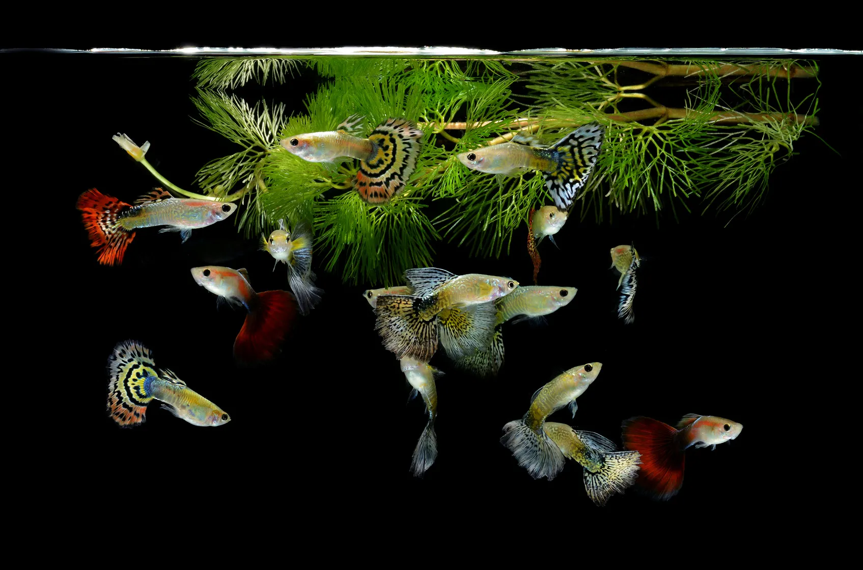 guppy guppy