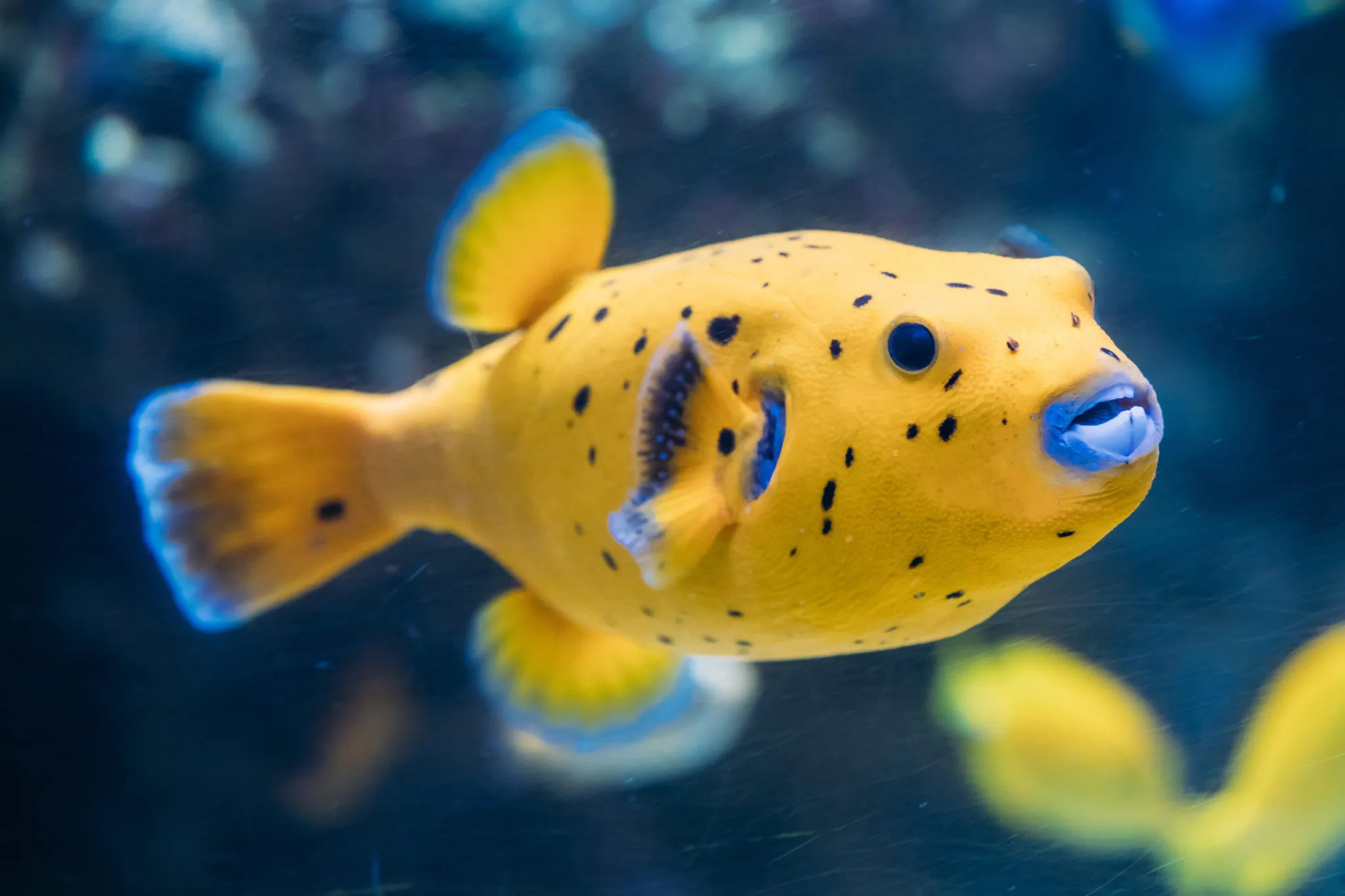 Gelber Kugelfisch Gelber Kugelfisch im Meer