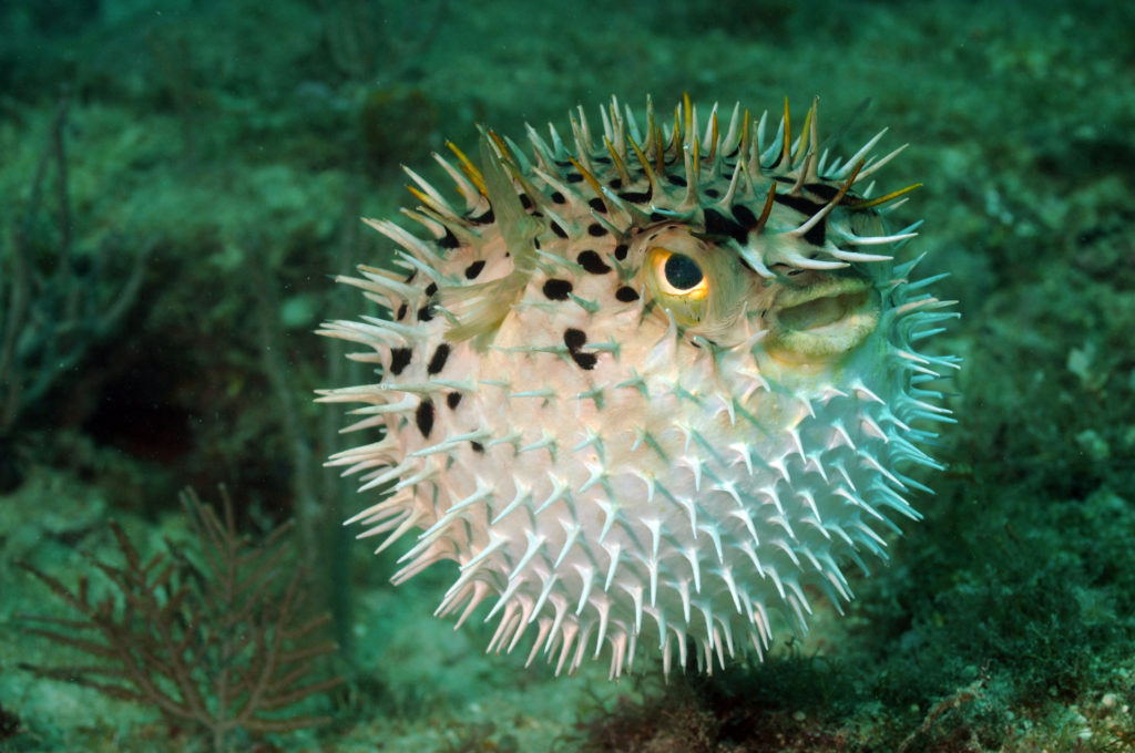 Kogelvis in een aquarium