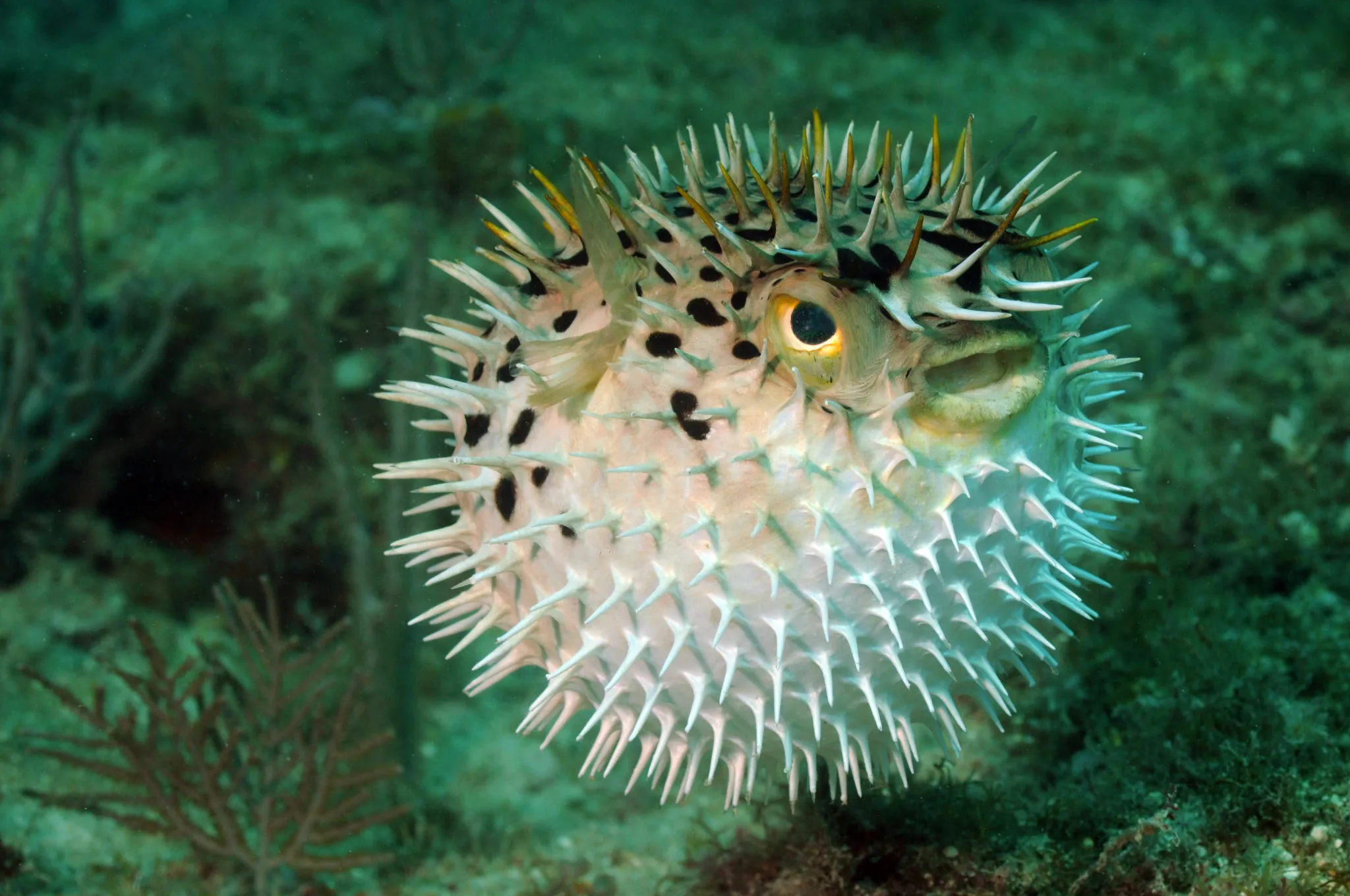 Aufgeblasener Kugelfisch Aufgeblasener Kugelfisch im Aquarium