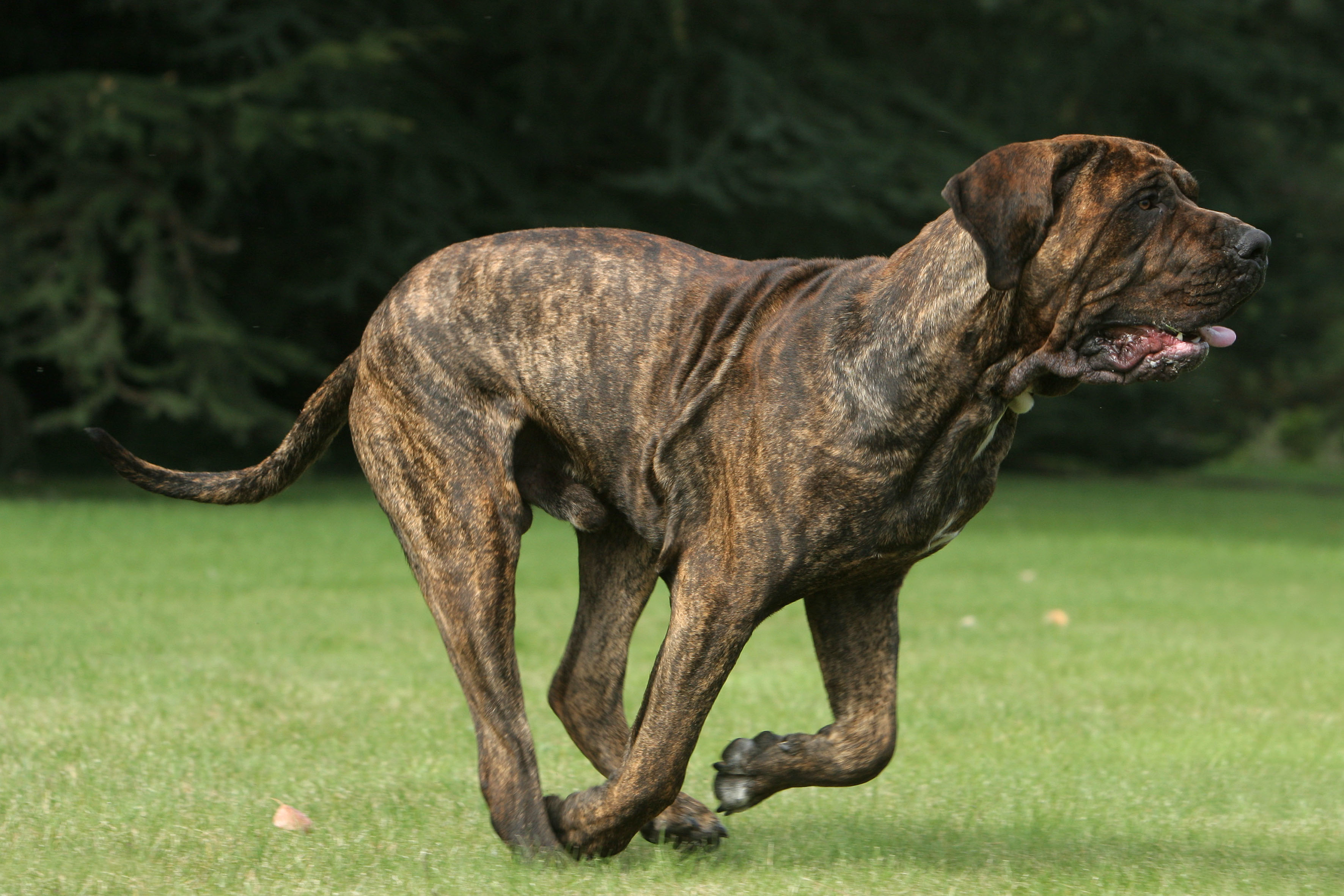 Fila Brasileiro (mastif brazylijski)