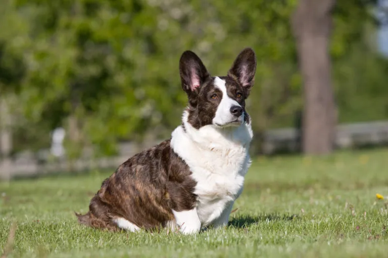 Welsh corgi cardigan Welsh corgi cardigan na trawie