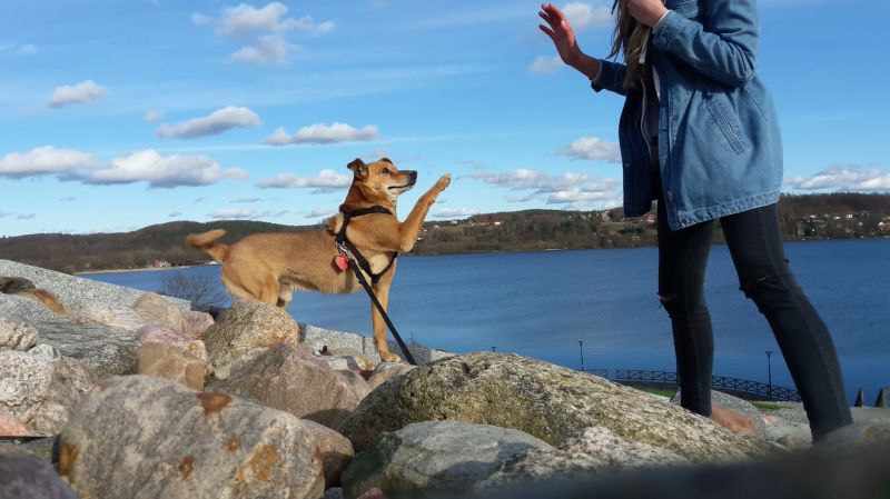 Ein Mensch geht mit seinem Hund an einem Ufer spazieren