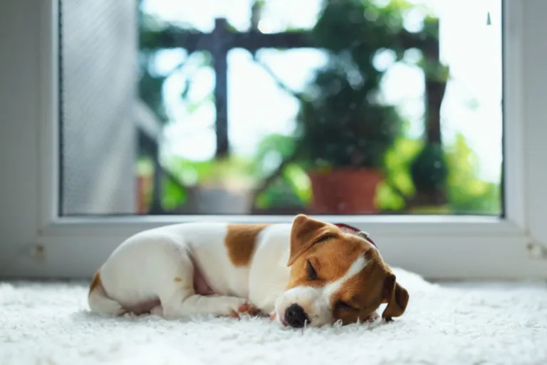 jack russel welpe schläfst jack russel welpe schläfst