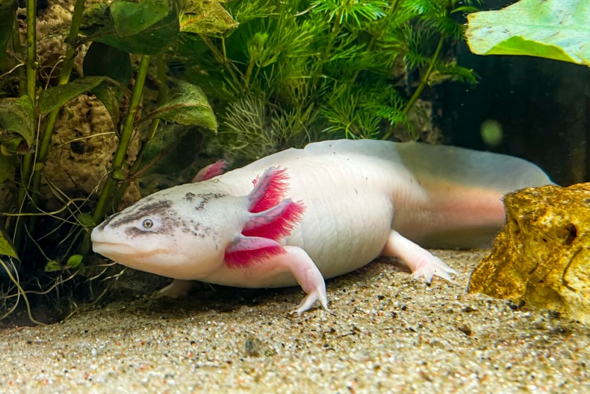 Aksolotl Ambystoma Meksyka ska Magazyn Zooplus
