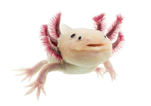 aksolotl salamandra meksykańska