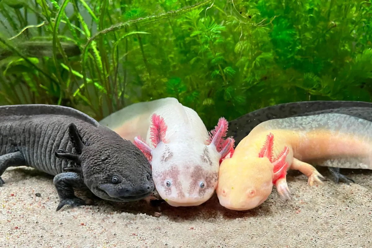 Aksolotl Ambystoma Meksyka ska Magazyn Zooplus