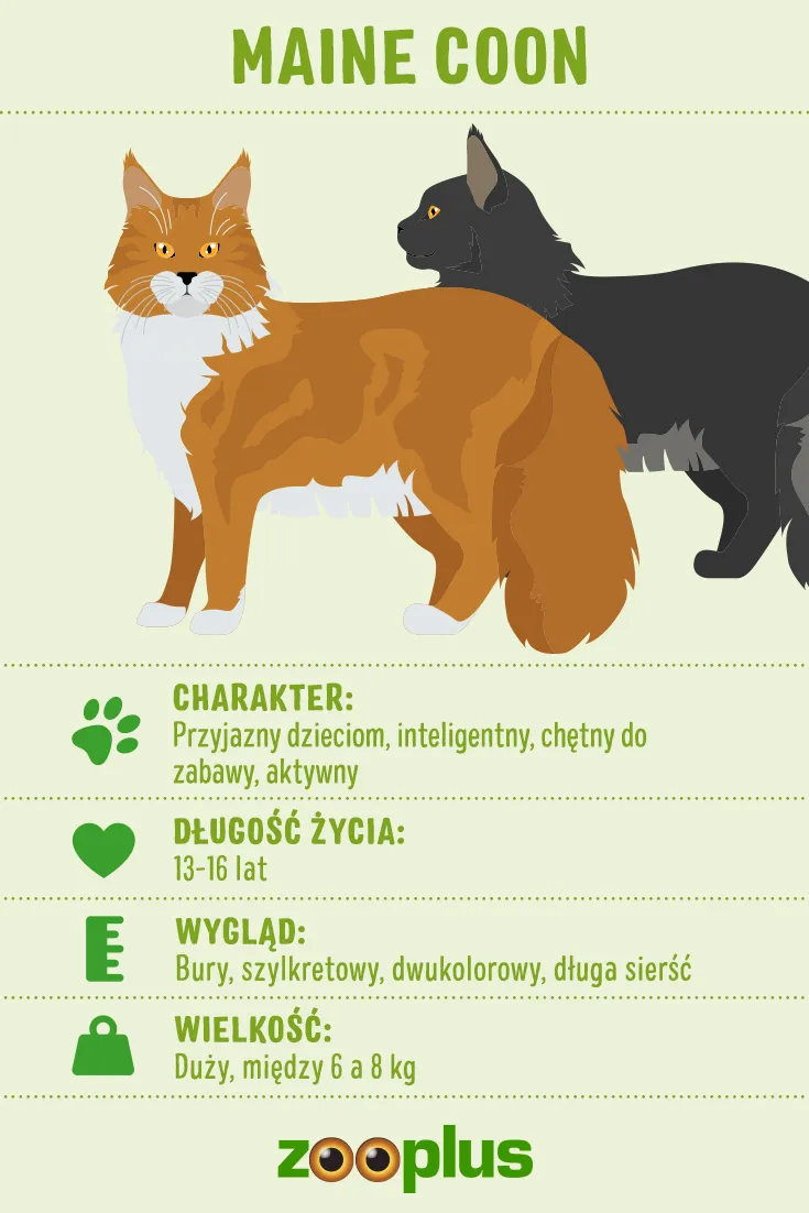 maine coon charakterystyka maine coon charakterystyka
