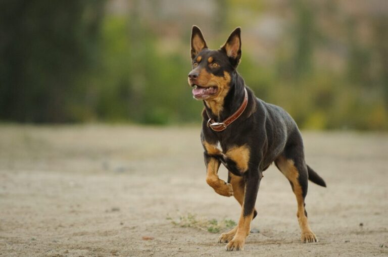 Australian kelpie na zewnątrz