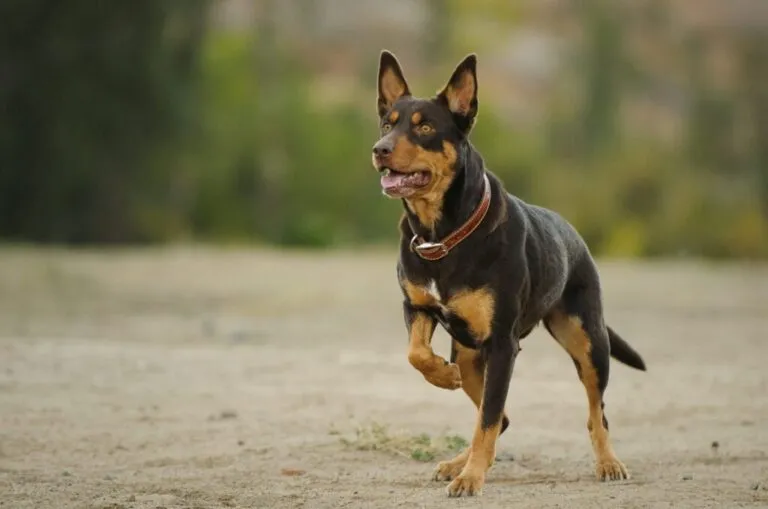 Australian kelpie Australian kelpie na zewnątrz