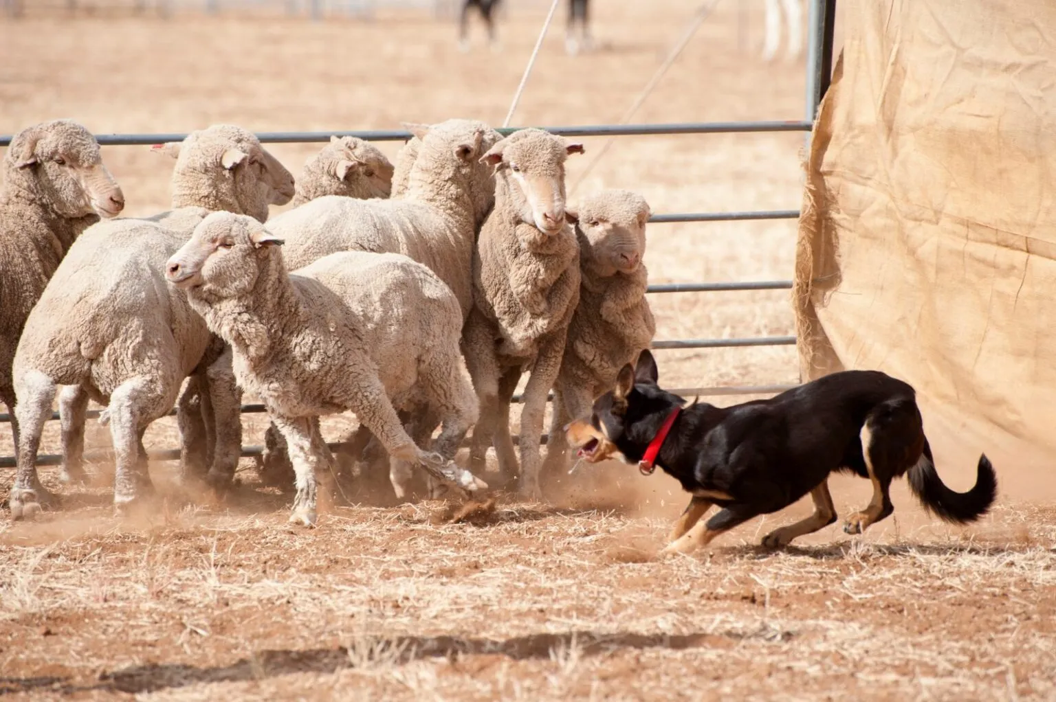 Australian kelpie zaganiający owce Australian kelpie podczas pracy ze stadem owiec