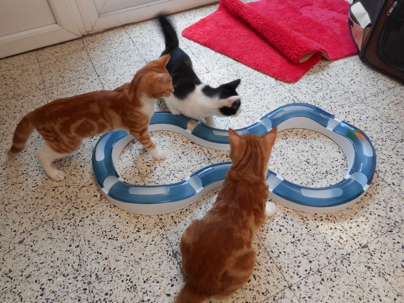 Cat Activity Fun Board od Trixie Trixie zabawka interaktywna dla kota