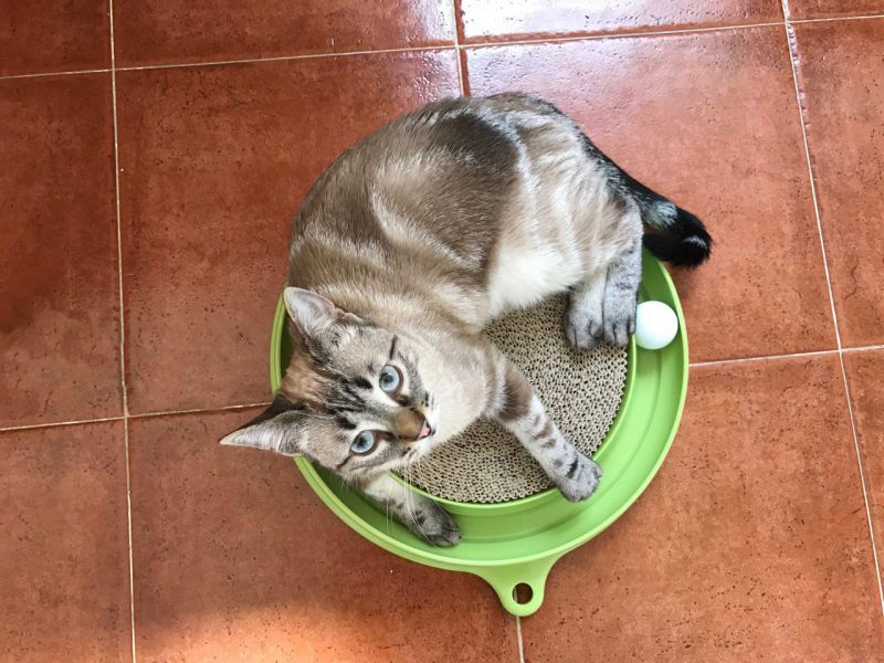 Catit Play-N-Scratch Zabawki na inteligencję dla kota
