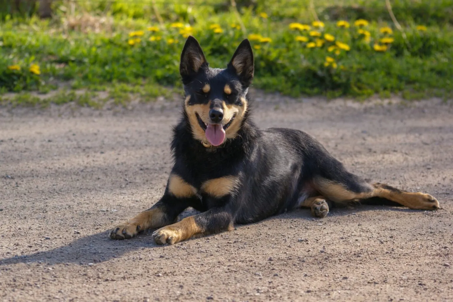 Czarny podpalany australian kelpie Czujny australian kelpie