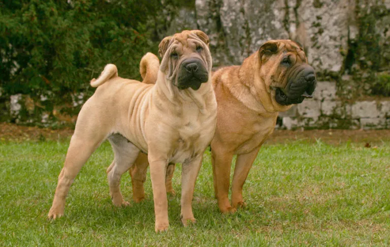 Para shar pei'&oacute;w na trawie