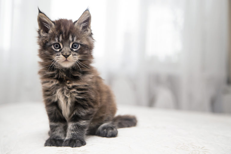 Kocię rasy Maine Coon Maine Shag