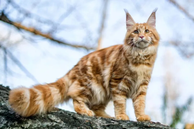 Maine coon rasa kota Maine coon rasa kota