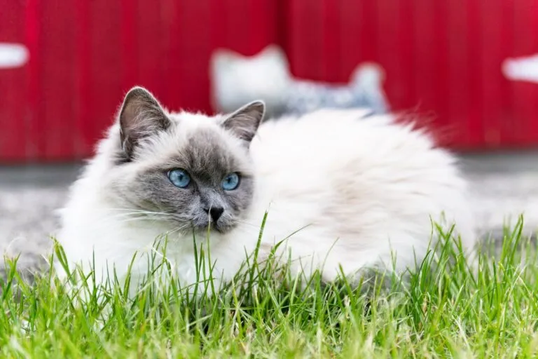 Ragdoll leżący na trawie