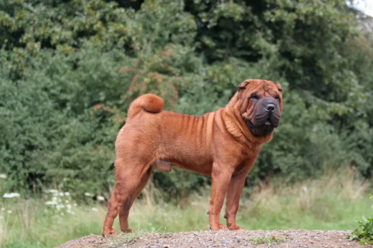 Brązowy shar pei