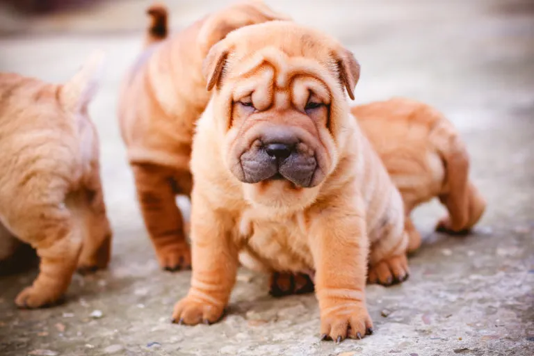 Shar pei szczenięta