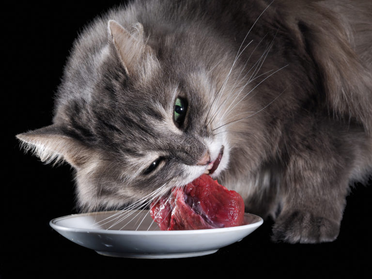 Surowe mięso dla kota