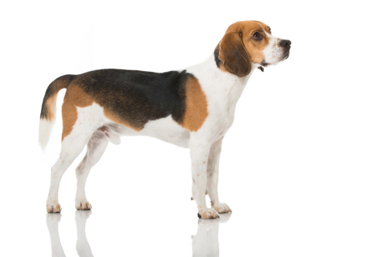 pies rasy beagle