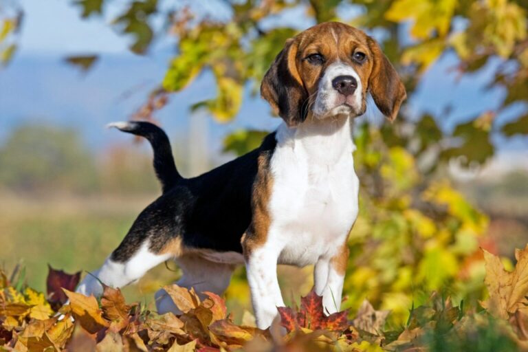 beagle pies rasowy w liściach