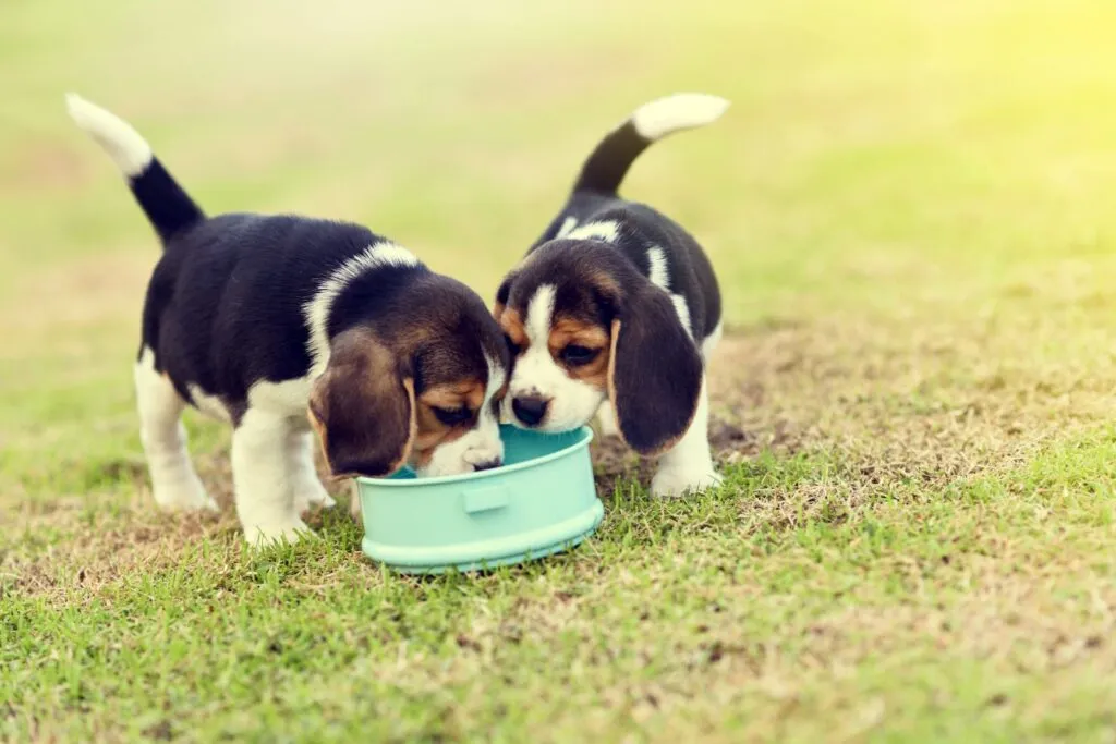 beagle szczenięta