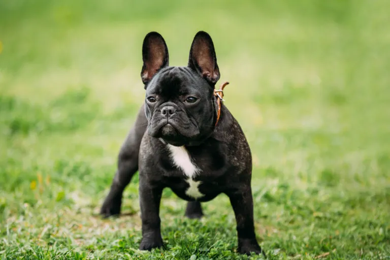 Buldog francuski pies rasy buldog francuski