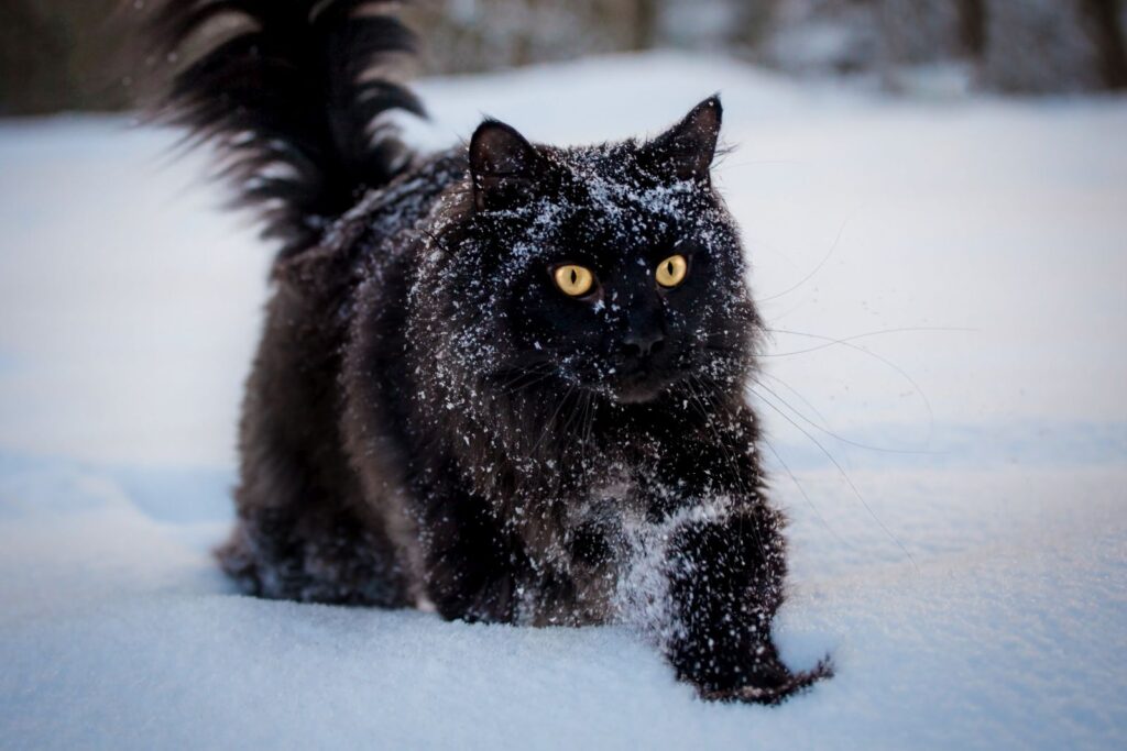 czarny Maine Coon w śniegu