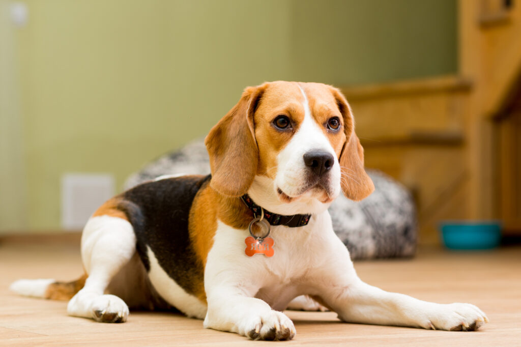 dwuletni beagle w mieszkaniu