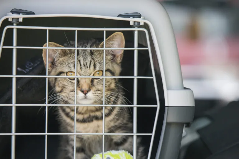 kociątko w transporterze Kot w podróży samochodem