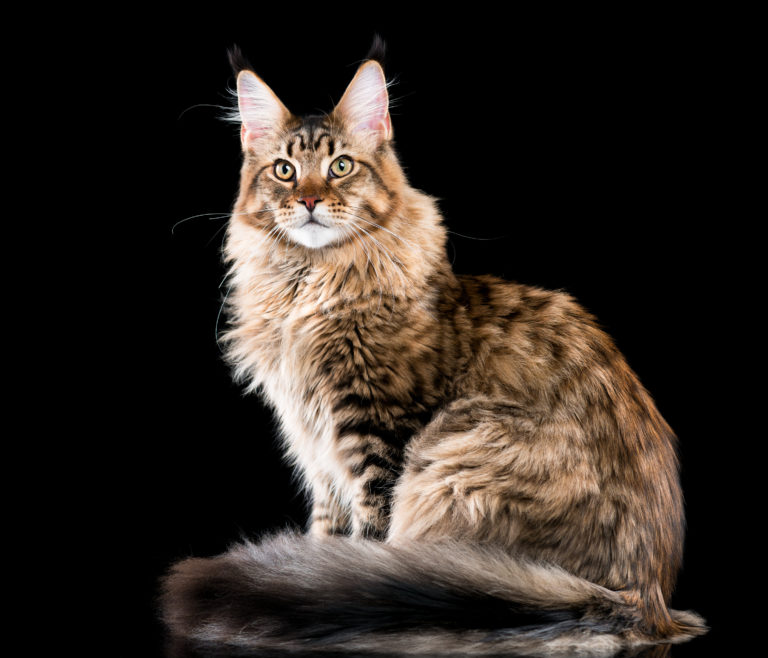 Znalezione obrazy dla zapytania: Maine Coon