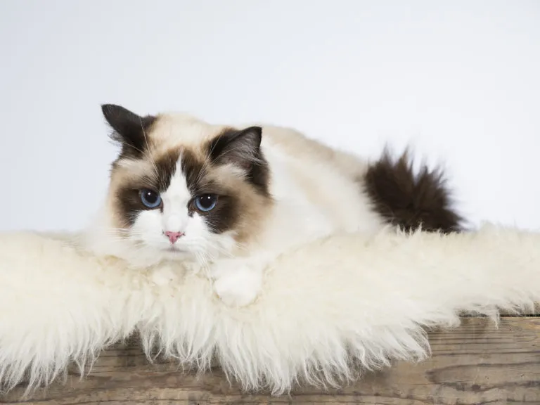 ragdoll rasa kota ragdoll