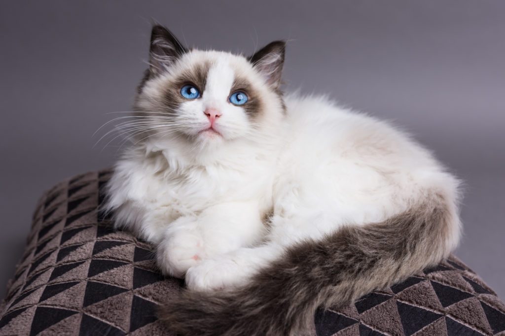 kocię rasy ragdoll