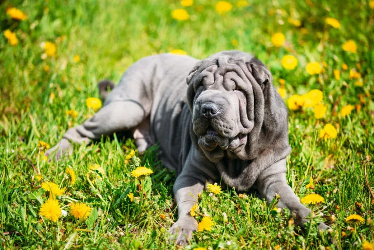 shar pei niebieski shar pei