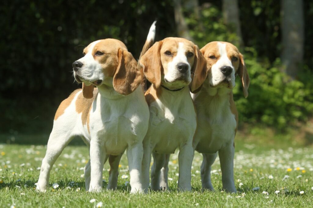 beagle w grupie