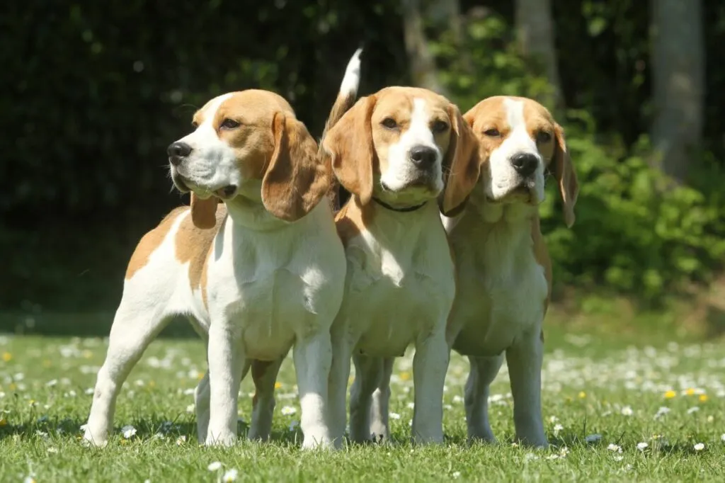 trójka beagle’ów beagle w grupie