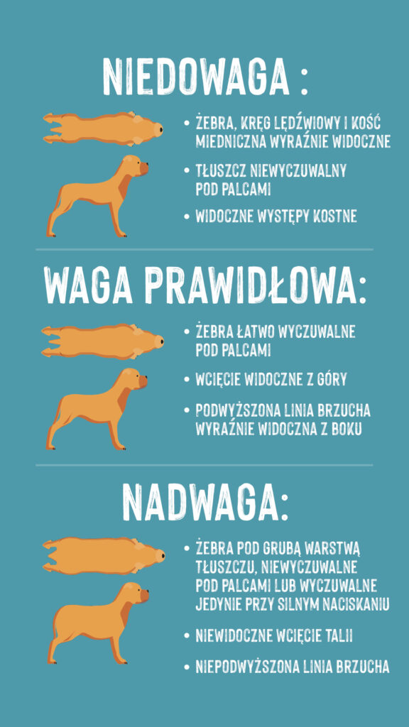 Nadwaga u psa Skąd wiedzieć, że pies ma nadwagę