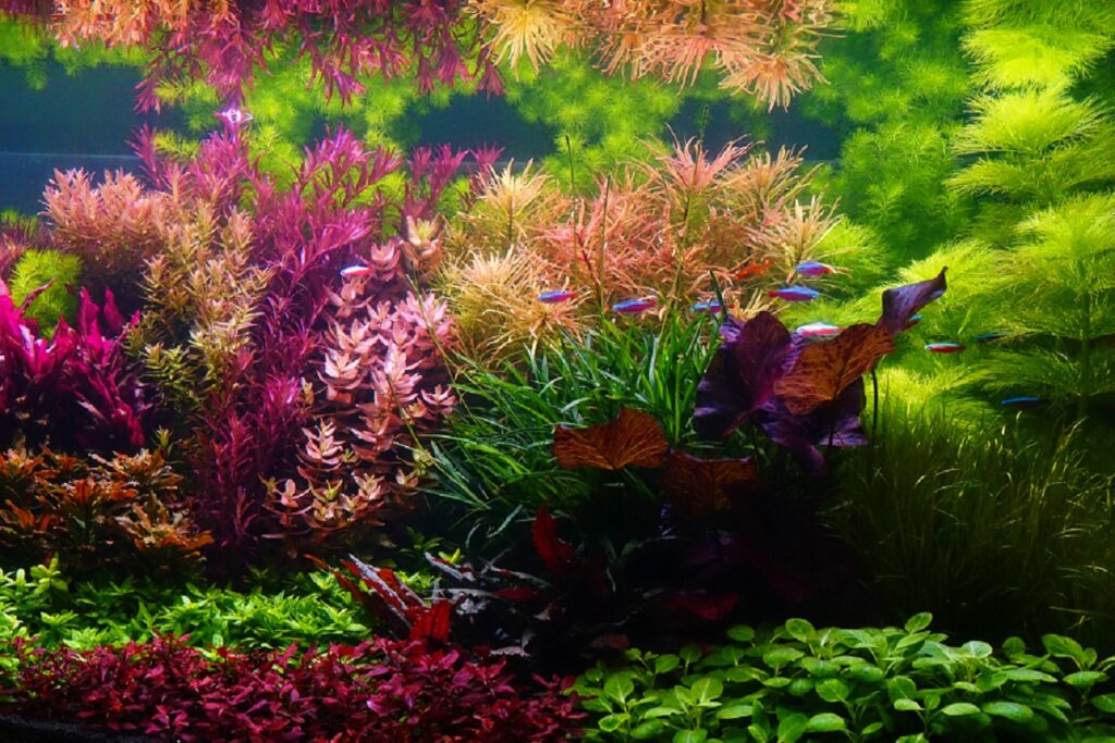 Kolorowe rośliny w akwarium