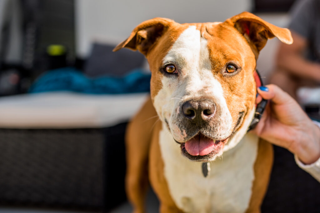 Amstaff pies