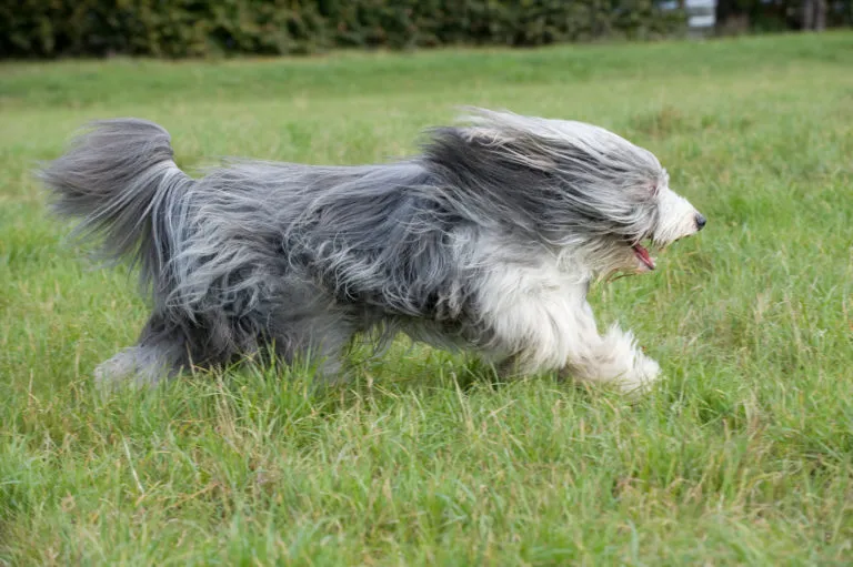 Bearded collie na łące