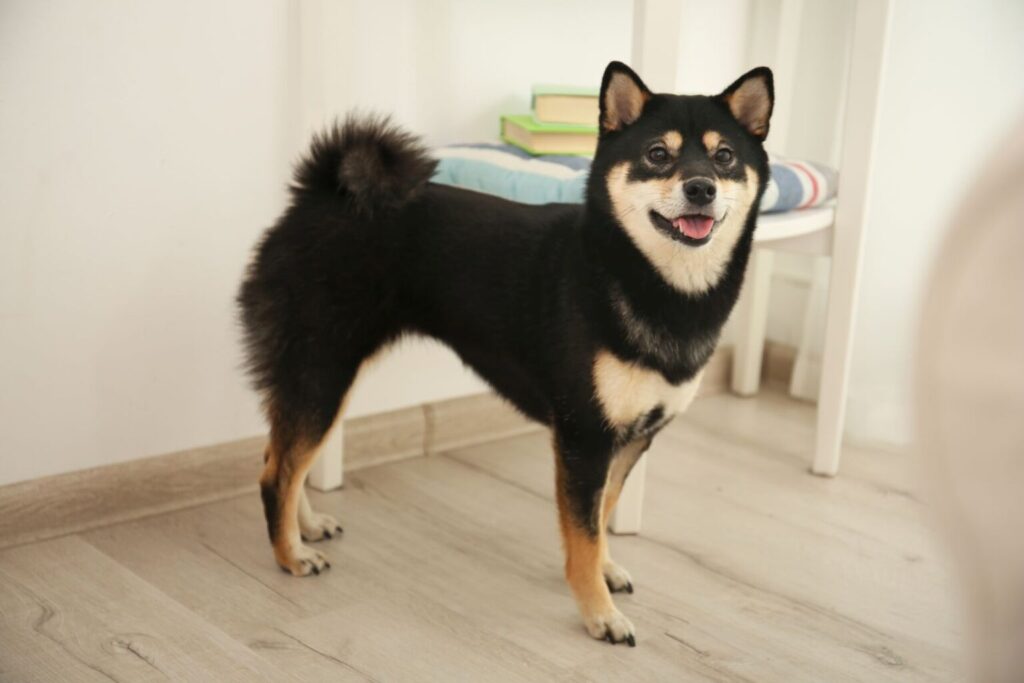 Shiba inu umaszczenie czarne