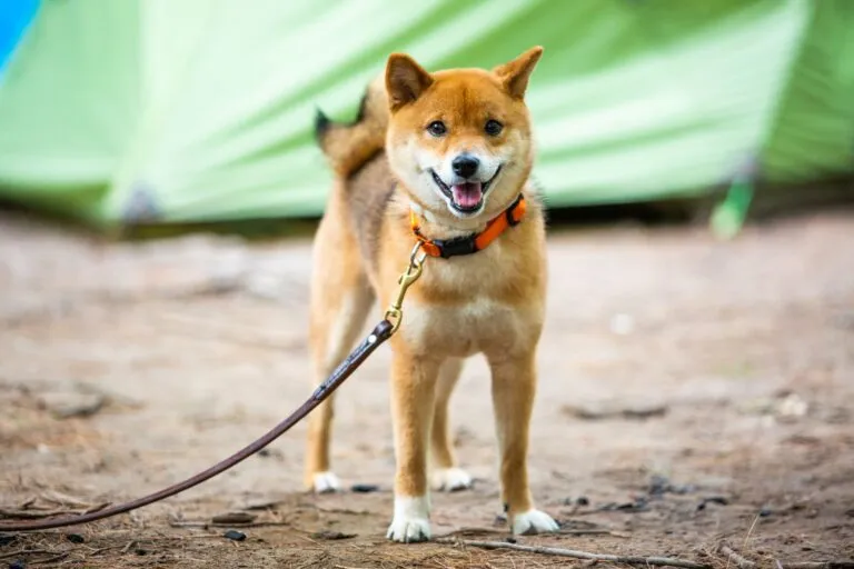 Czerwony shiba inu na smyczy